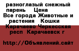 разноглазый снежный парень. › Цена ­ 10 000 - Все города Животные и растения » Кошки   . Карачаево-Черкесская респ.,Карачаевск г.